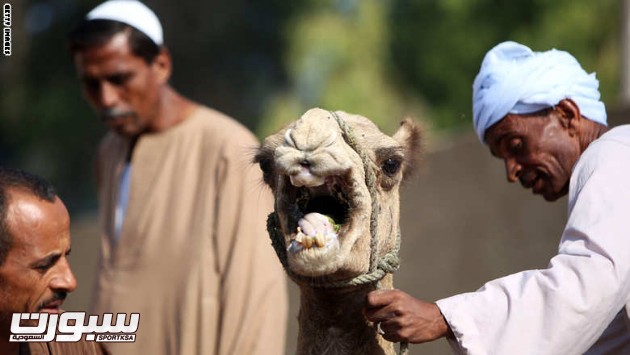 EGYPT-RELIGION-ISLAM-EID AL-ADHA-CAMEL